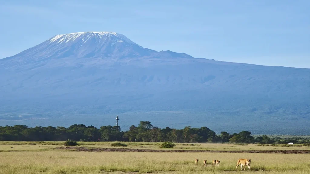 Lions on open grassland with Mount Kilimanjaro in the background