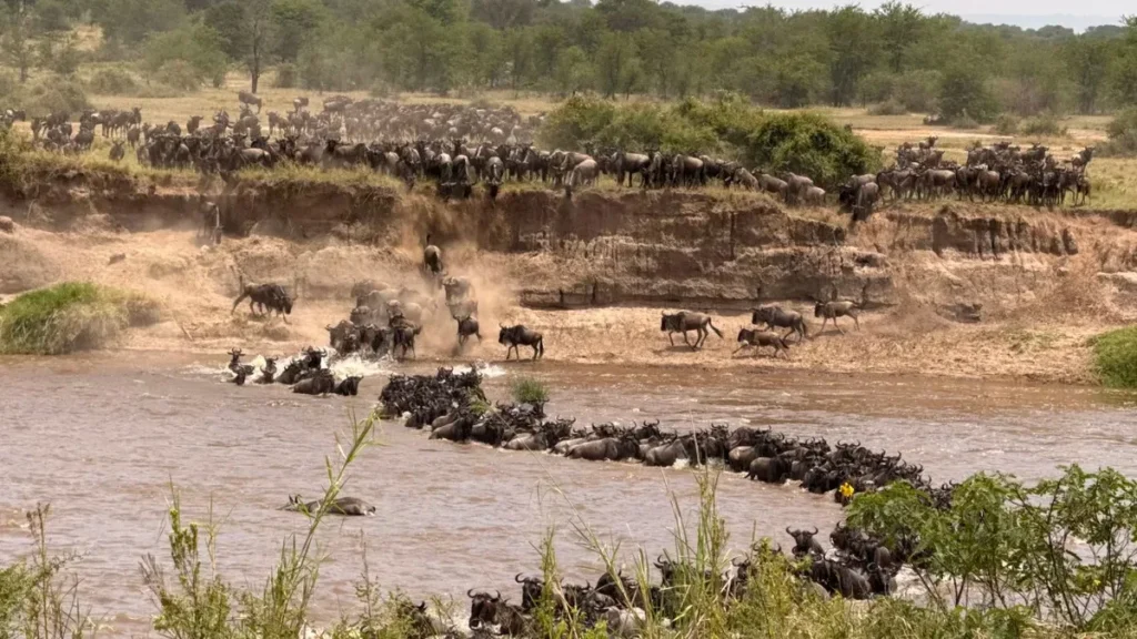 Wildebeest herd crossing a river in northern Serengeti