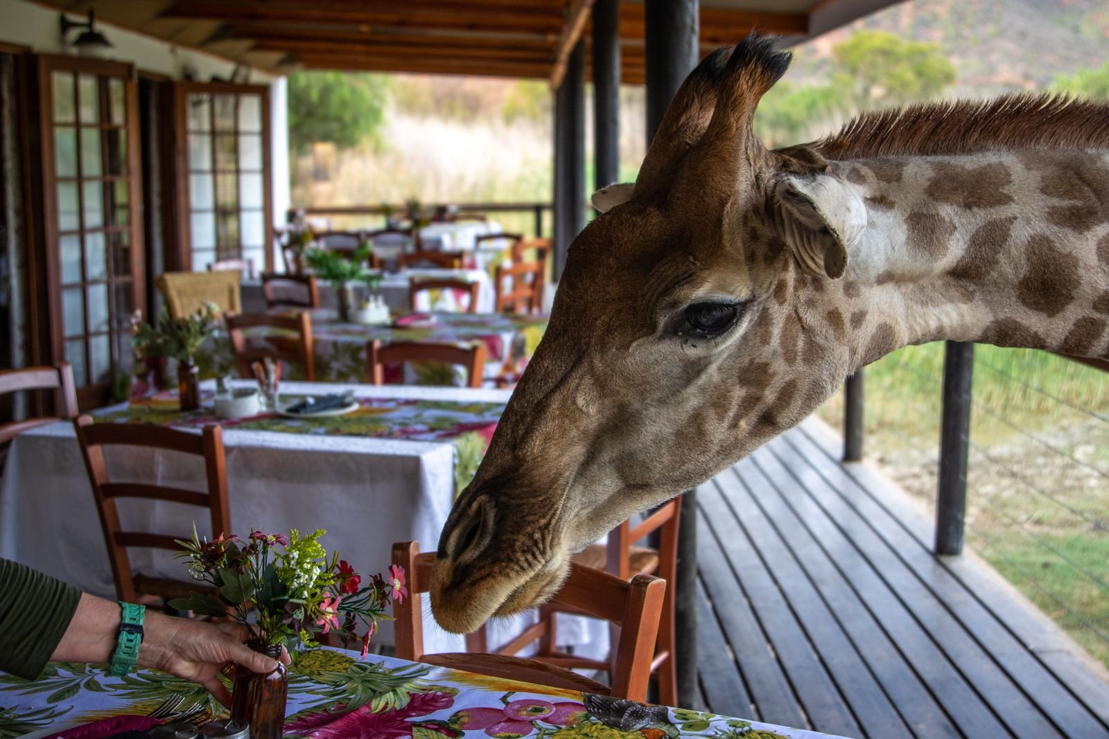 Giraffe feeding during the green safari season