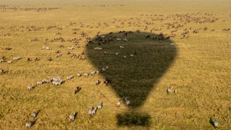 Wildebeest and zebras across the Ndutu plains beneath a hot-air balloon shadow
