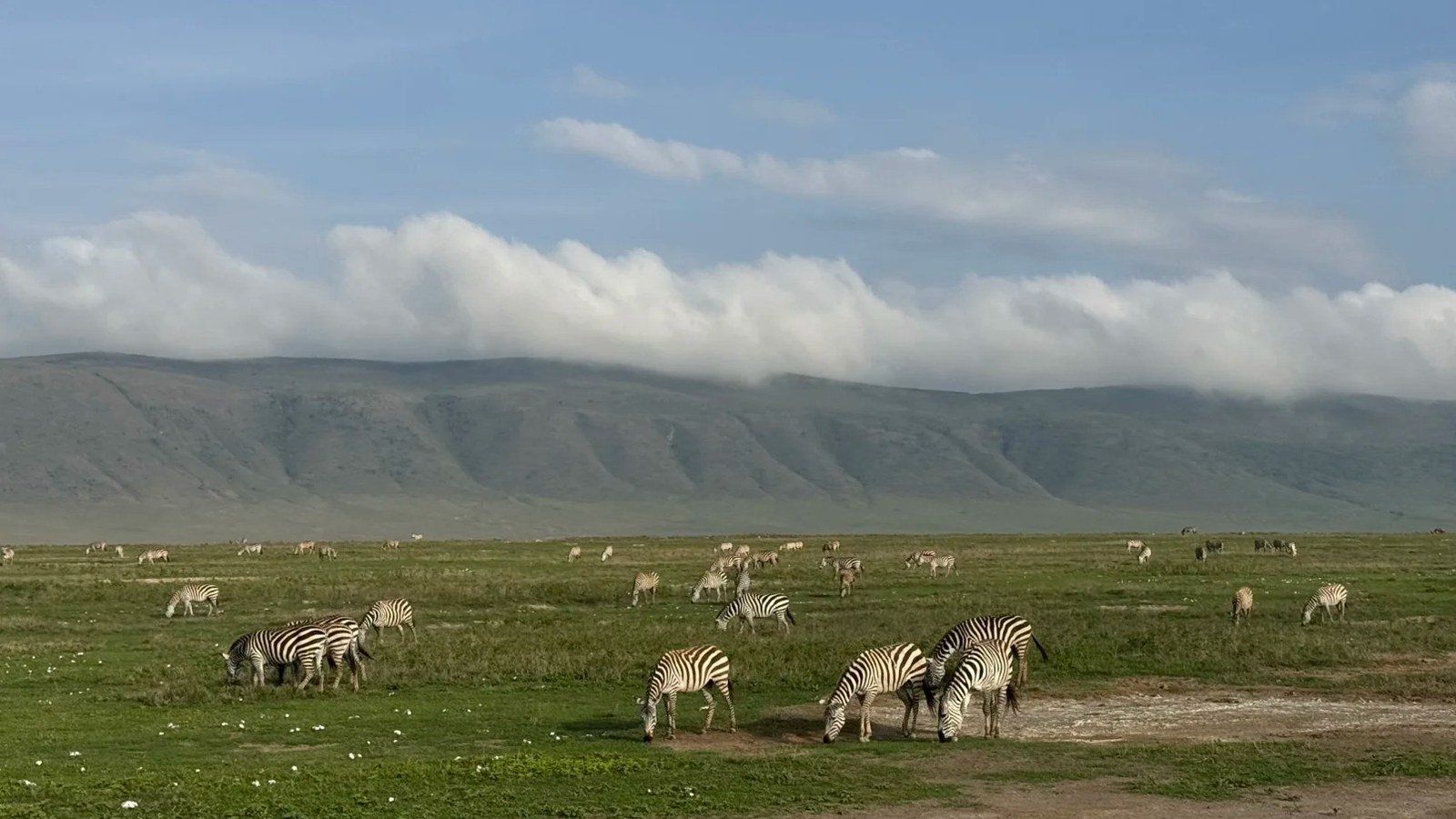 Zebras grazing on the Ngorongoro Crater floor