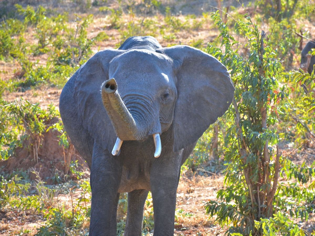 Elephant beside the waterways of Botswana’s Okavango Delta