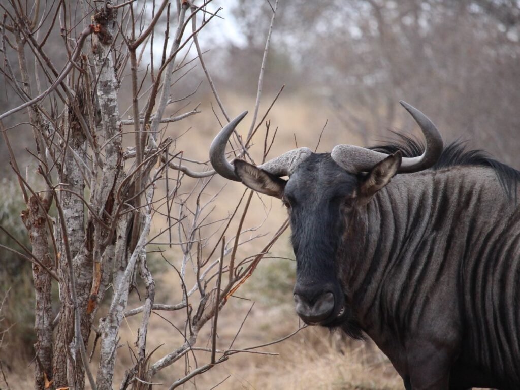 Wildebeest crossing the Serengeti plains during the Great Migration