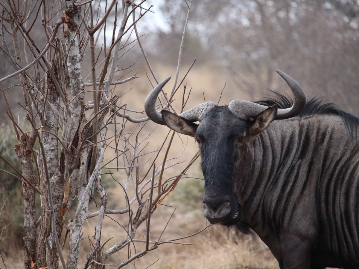 Wildebeest standing among dry bush in Africa