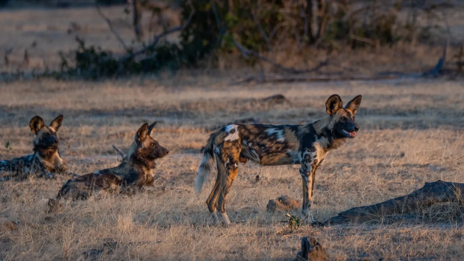 Three African wild dogs resting and standing in South Luangwa National Park
