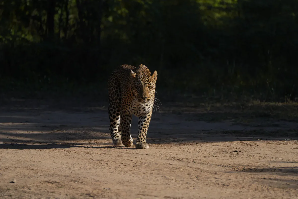 Leopard walking along a sandy track in South Luangwa National Park