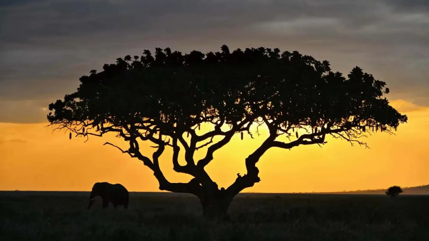 An elephant beneath a silhouetted acacia tree at sunset in the Serengeti
