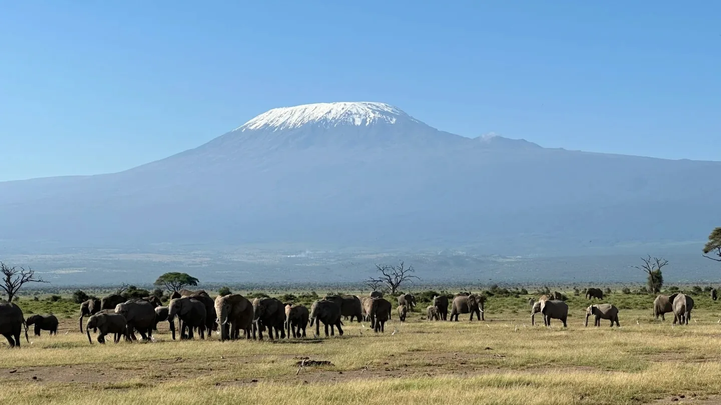 Elephant herd grazing beneath Mount Kilimanjaro in Amboseli