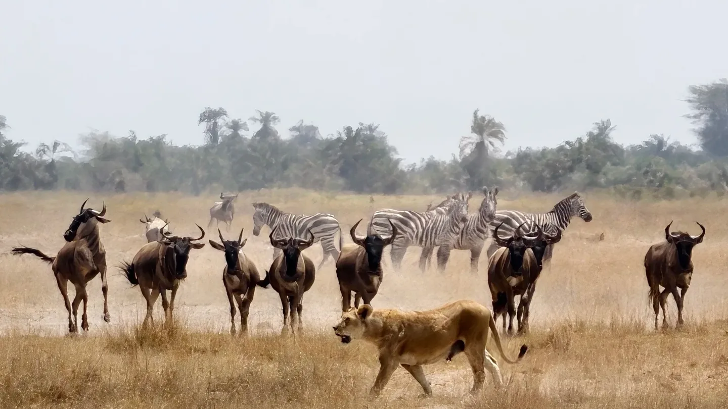 Lioness walking toward wildebeest and zebra herds on the Amboseli plains