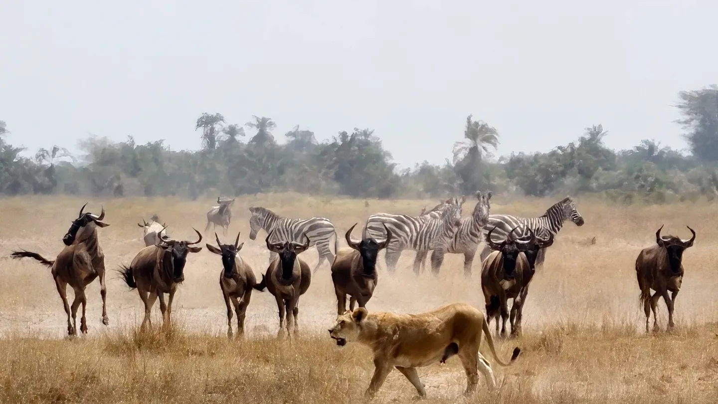 Lioness walking toward wildebeest and zebra herds in Amboseli