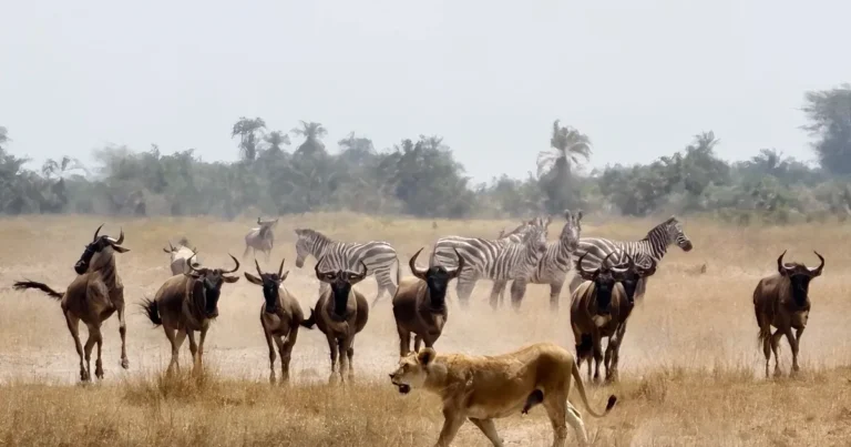 Lion walking ahead of zebra and wildebeest on the plains of Amboseli