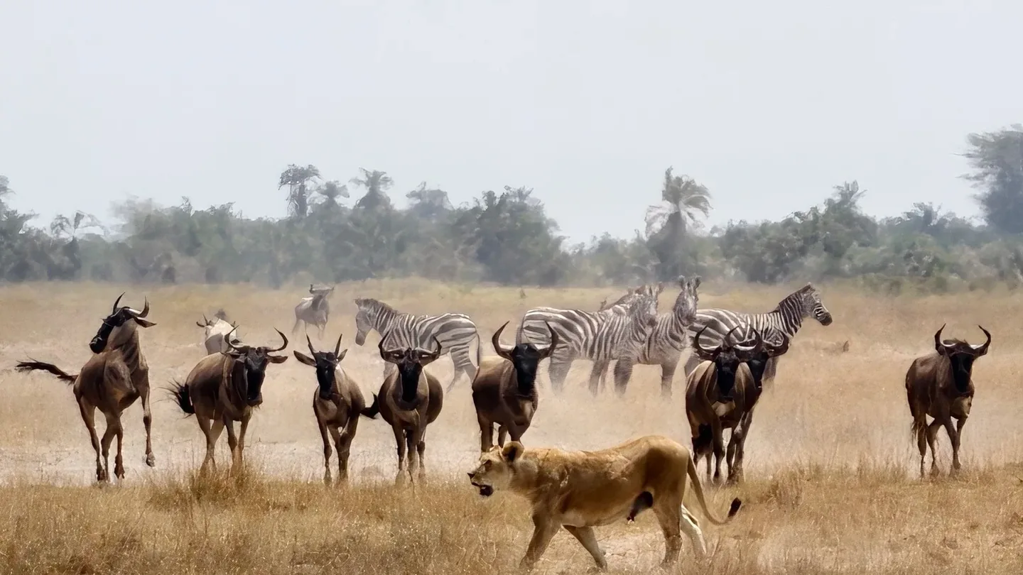 Lion moving near zebra and wildebeest on the plains of Amboseli