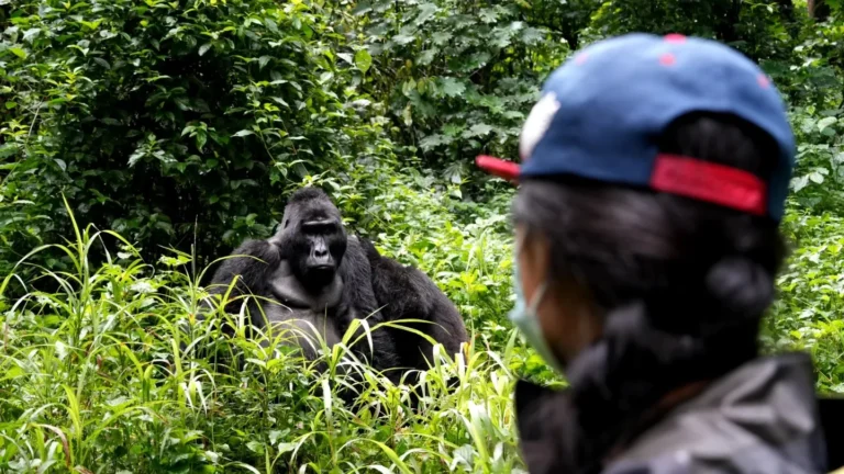 A silverback mountain gorilla in Bwindi Impenetrable Forest viewed during a guided trek