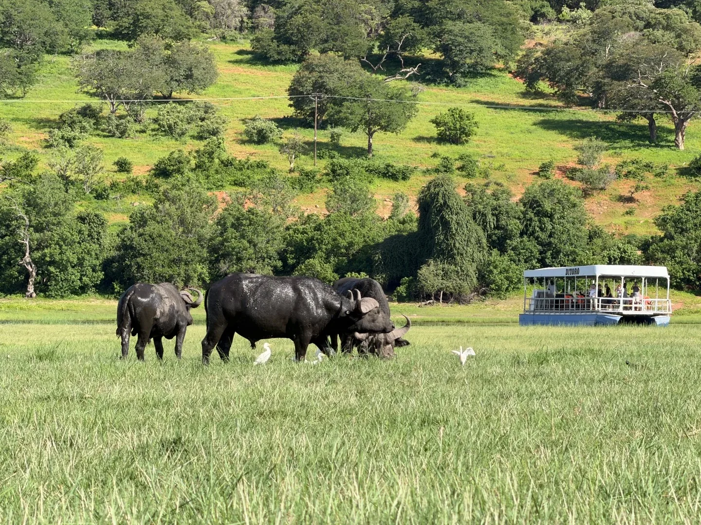 African buffalo grazing beside a safari boat in Chobe National Park