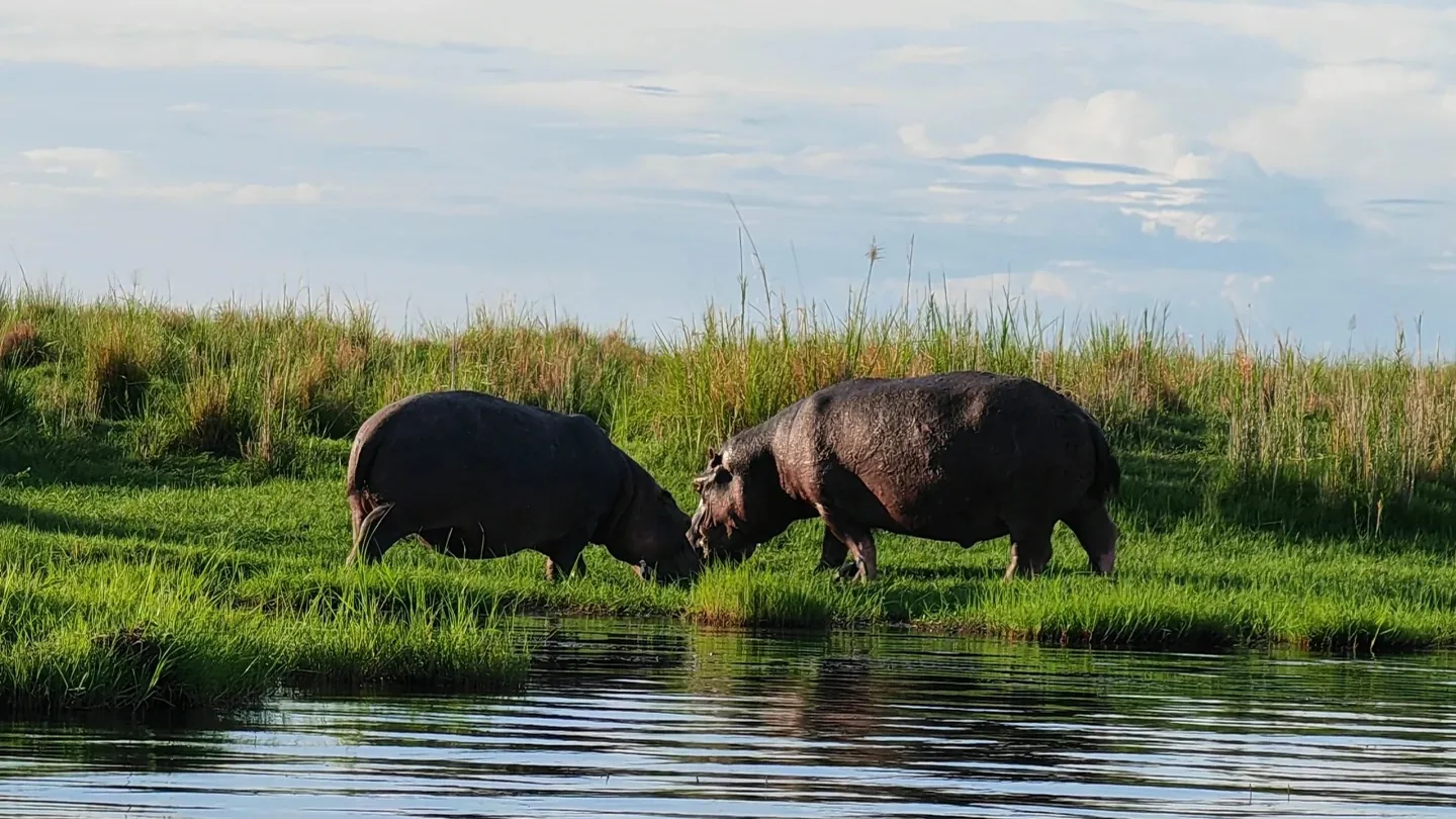 Hippos resting together in shallow water in Chobe during the green season