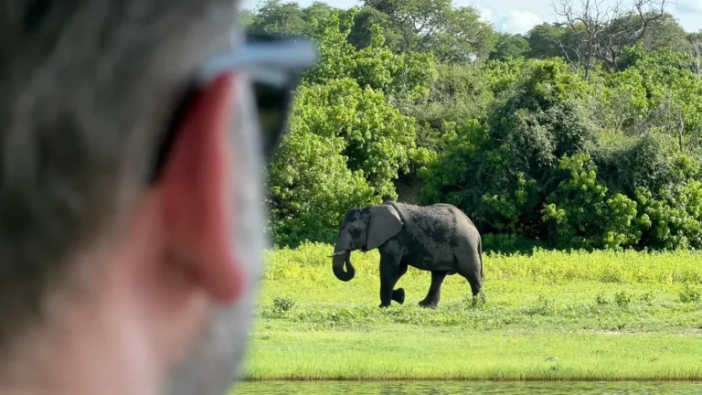 An elephant on the riverbank viewed from a safari boat in Chobe
