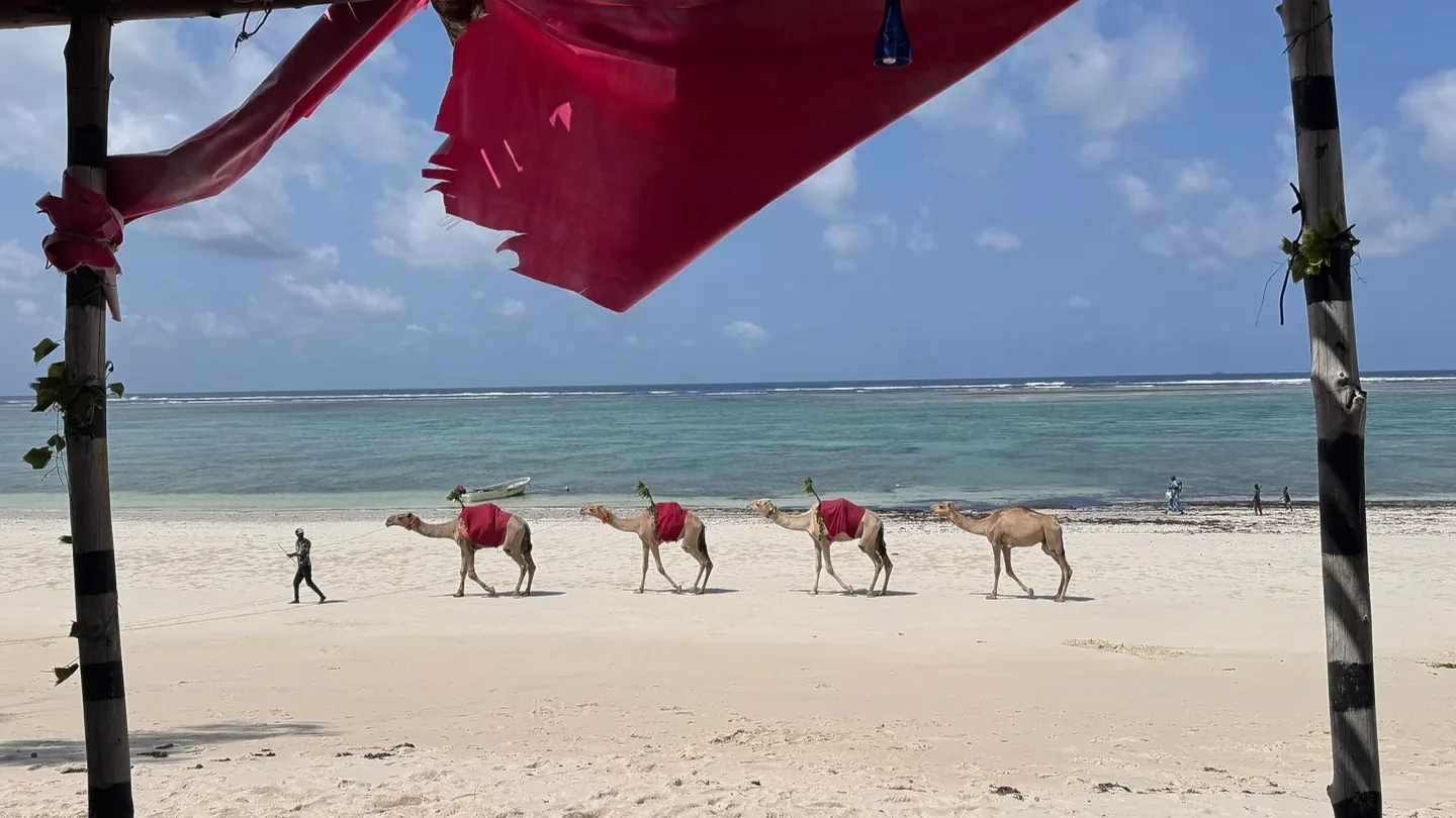 Camels walking along Diani Beach on Kenya’s coast