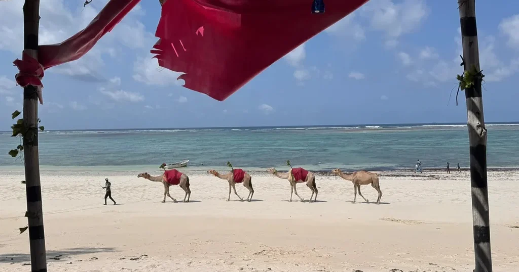 Camels walking along Diani Beach on Kenya’s coast