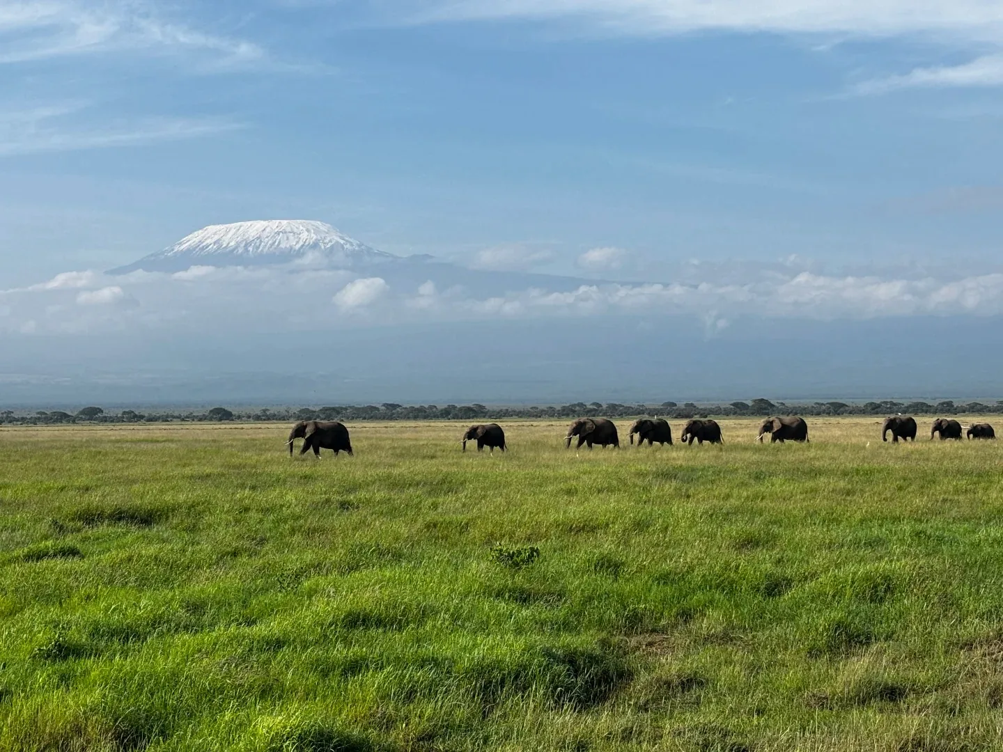 A herd of elephants grazing beneath snow-capped Mount Kilimanjaro