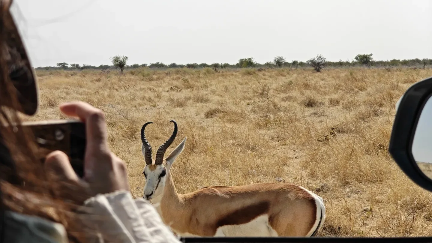 Springbok viewed from a safari vehicle in Etosha National Park