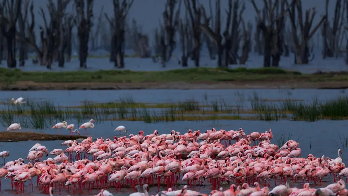 Large flock of pink flamingos gathered in shallow water