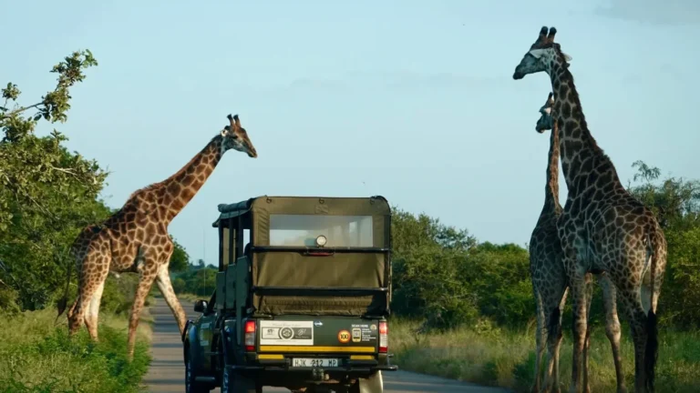 Several giraffes standing around a safari vehicle in Kruger National Park