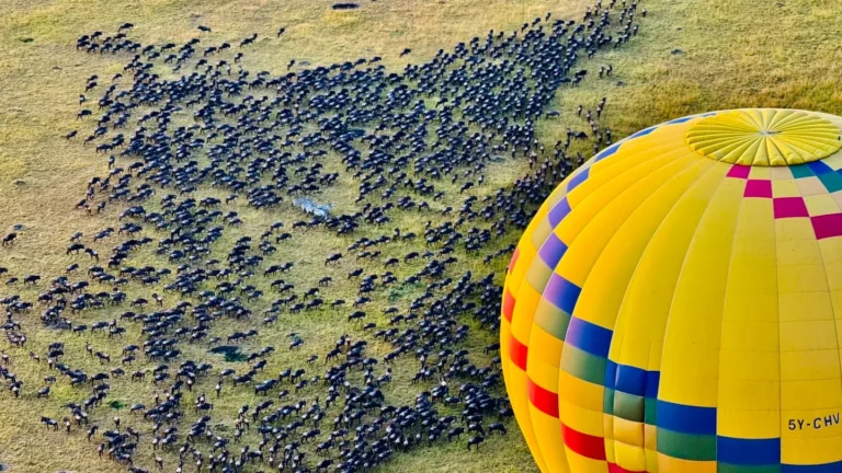 Wildebeest herds and a hot-air balloon seen from above in Kenya