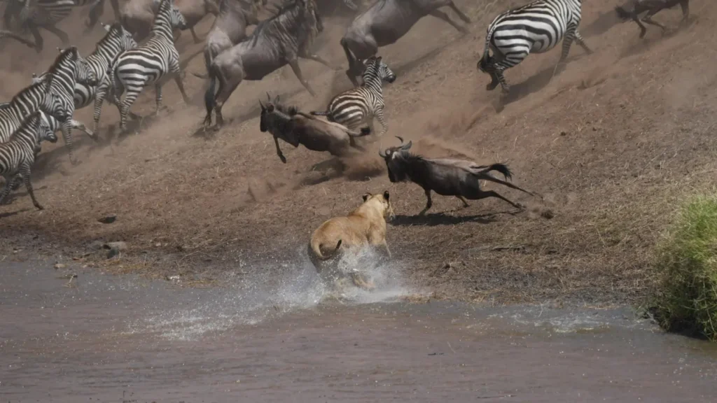 A lion chasing wildebeest and zebra at a river crossing in the Serengeti