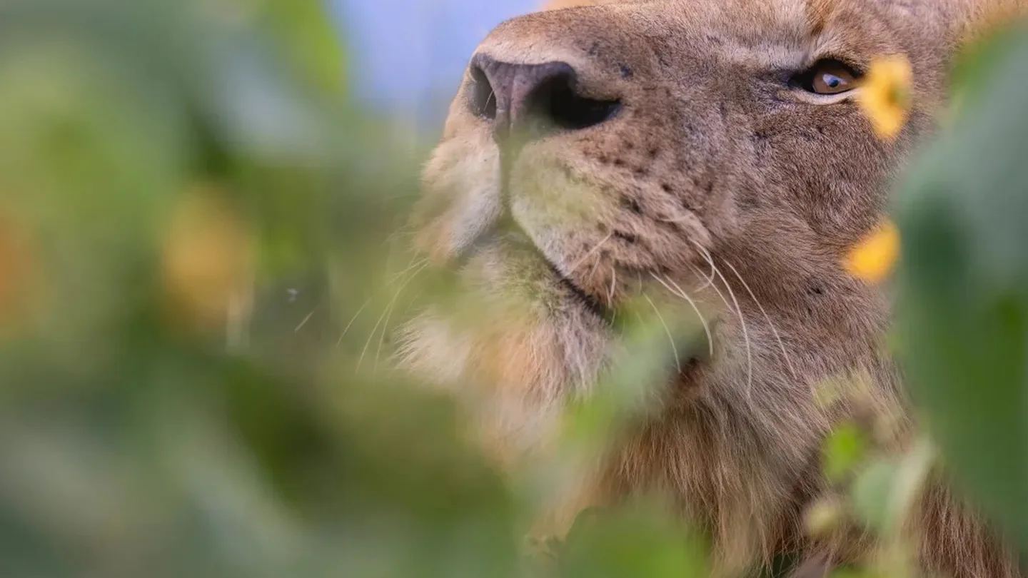 Close portrait of a lion framed by vegetation
