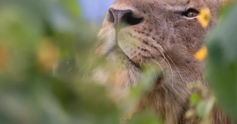Close portrait of a lion framed by vegetation