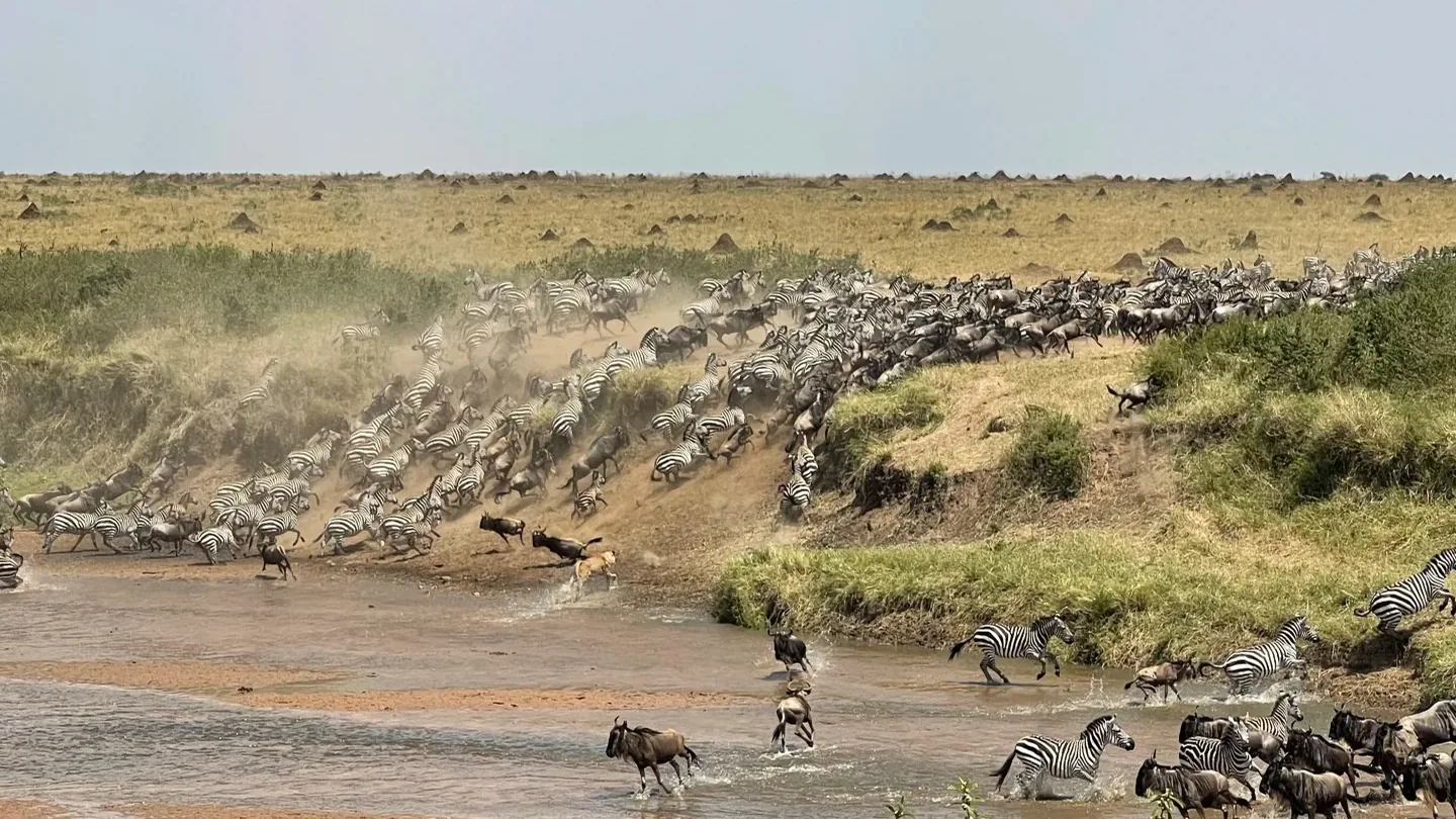 Wildebeest and zebras descending toward a river crossing in the Maasai Mara