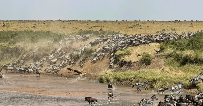 Wildebeest and zebras descending toward a river crossing in the Maasai Mara