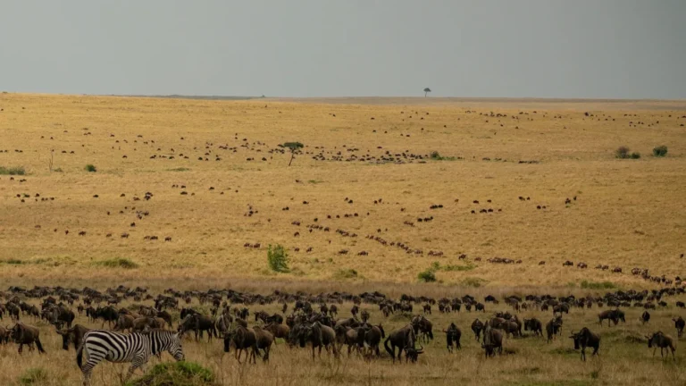 Wildebeest and zebra spread across the Maasai Mara plains in August