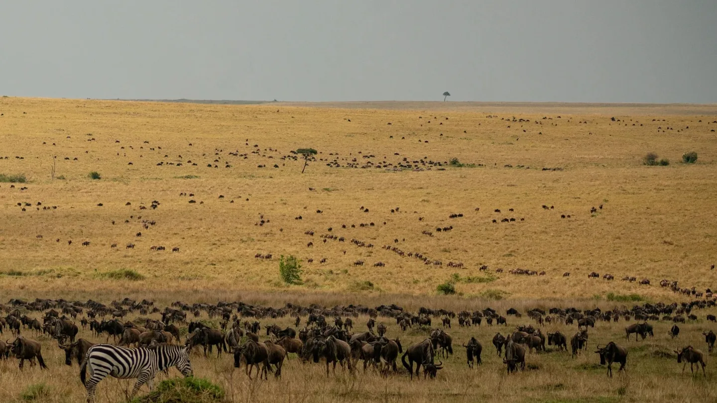 Wildebeest and zebra spread across the Maasai Mara plains in August