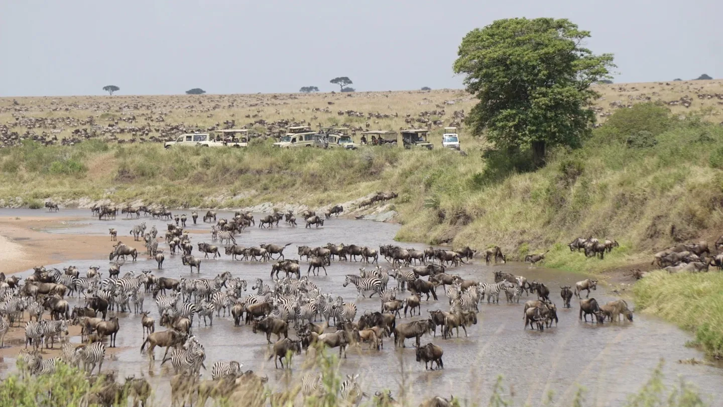 Zebra and wildebeest crossing a river in the Maasai Mara