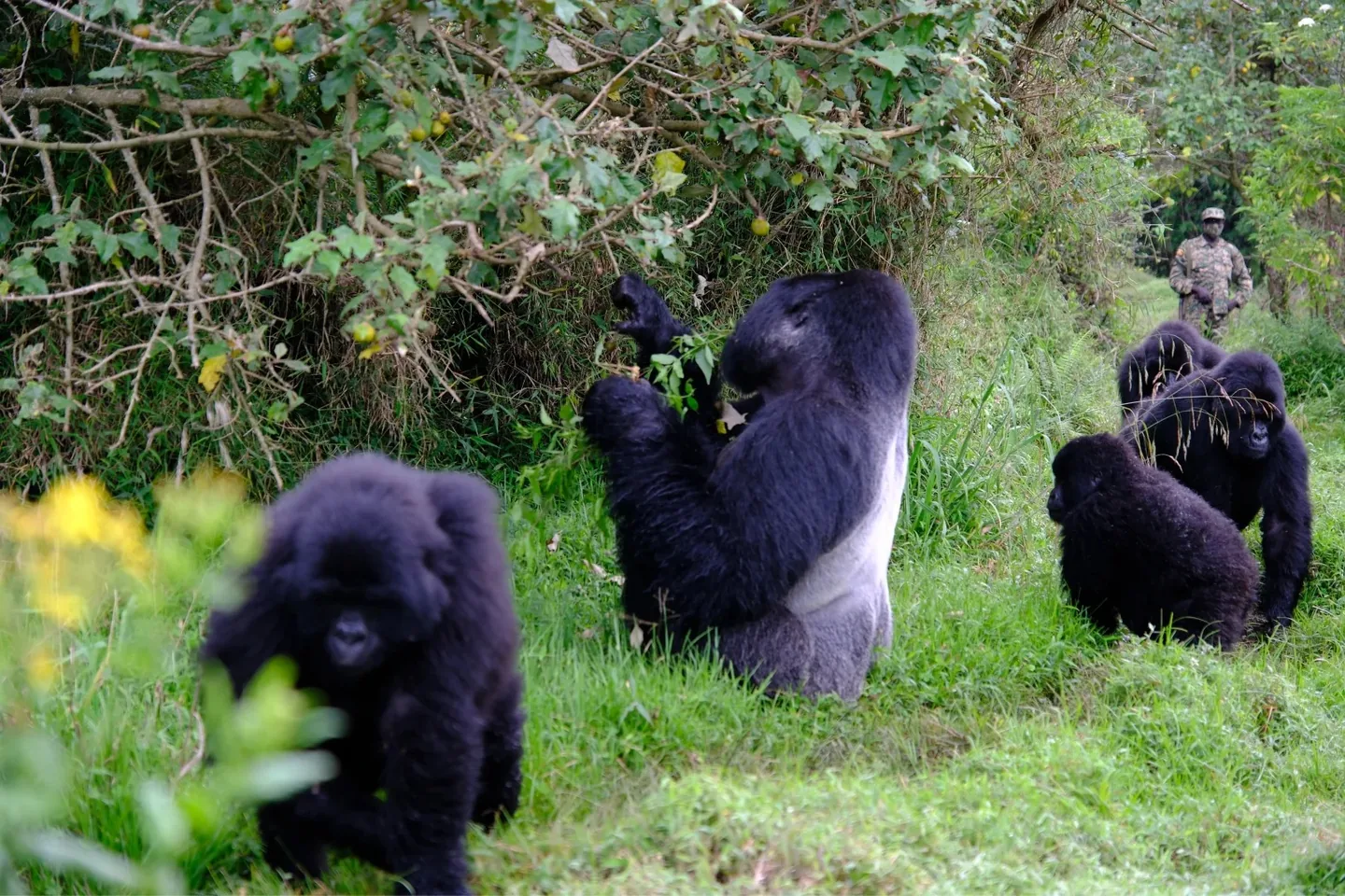 Mountain gorilla family gathered in forest vegetation in Rwanda