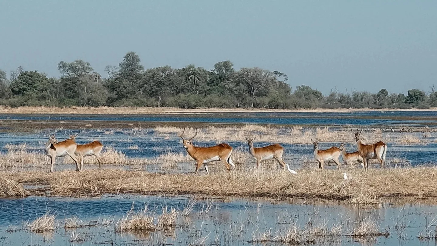 Antelope moving through shallow water in the Okavango Delta