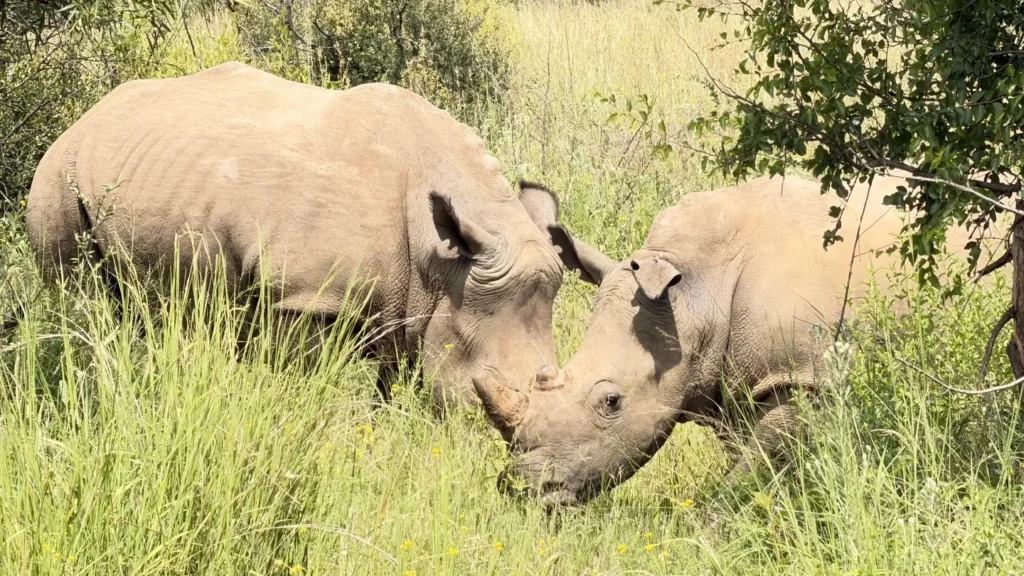 Two rhinoceroses standing in tall grass in Pilanesberg