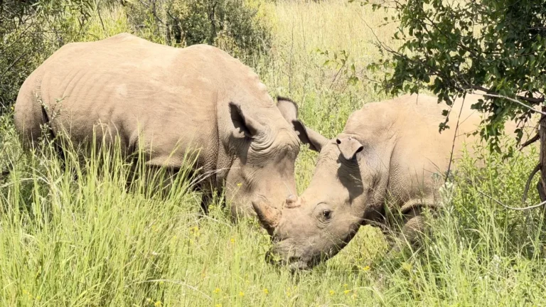 Two rhinoceroses standing in tall grass in Pilanesberg
