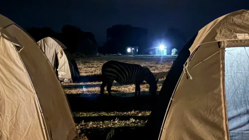 Zebra walking between canvas tents at a Serengeti camp after dark