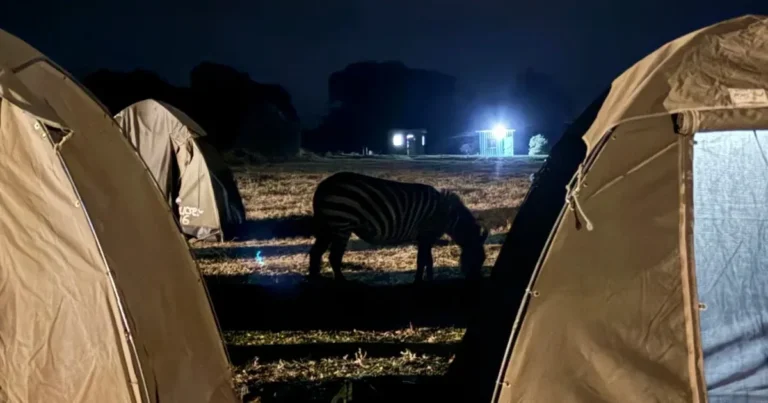 Zebra walking between canvas tents at a Serengeti camp after dark