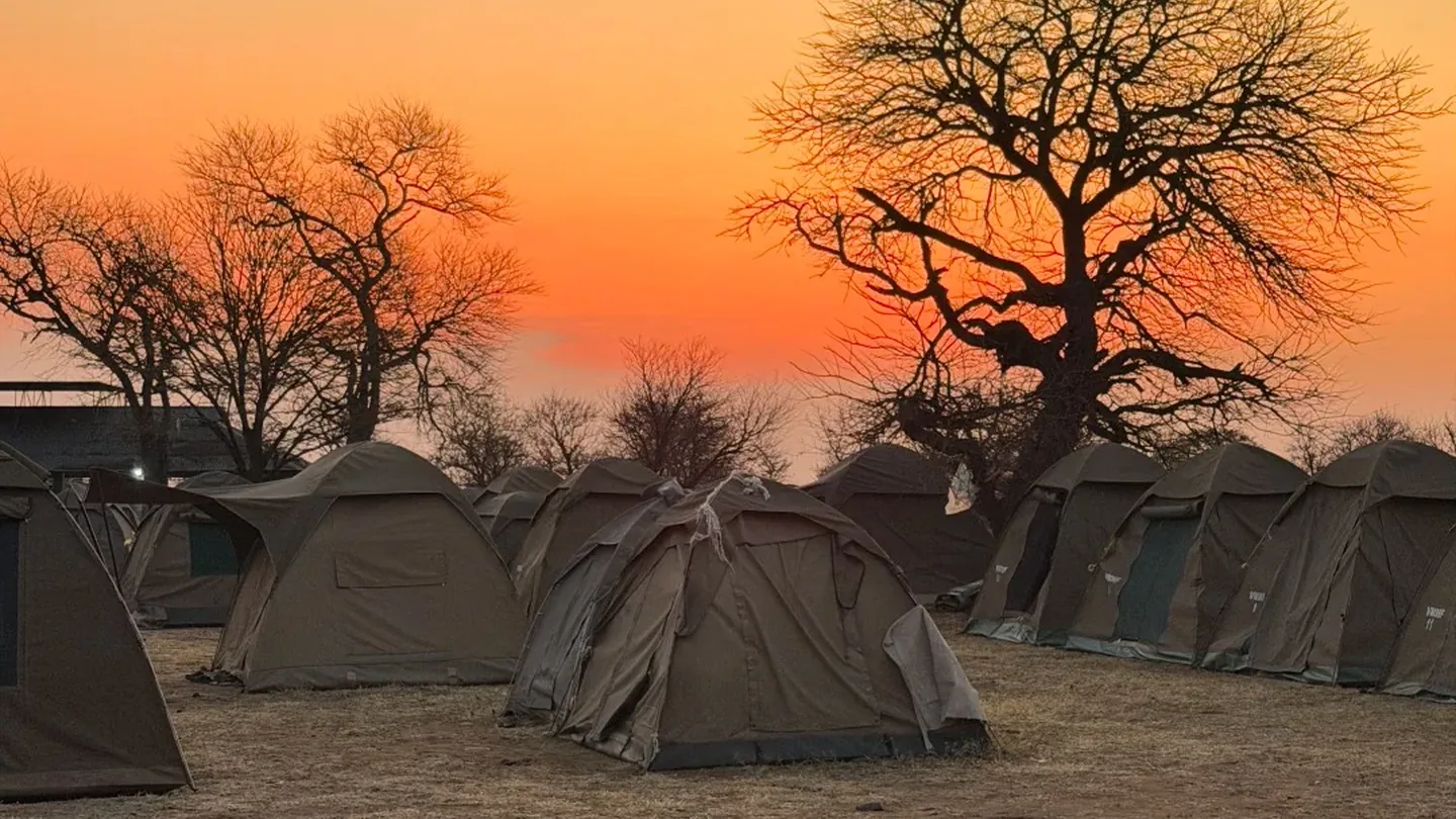 Rows of canvas tents beneath acacia trees at sunset in the Serengeti