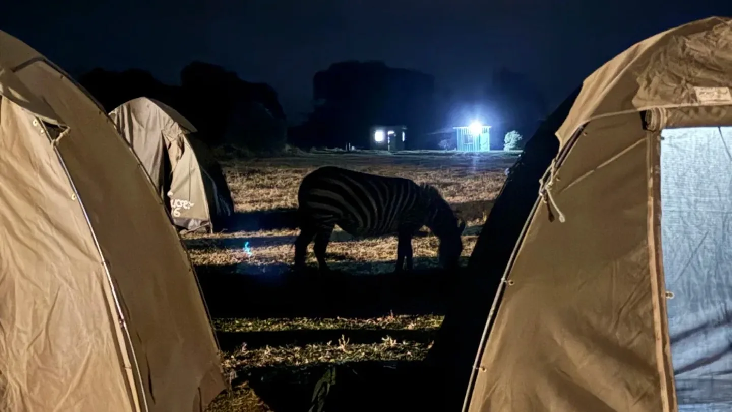 Zebra grazing between tented camps on the Serengeti plains at night
