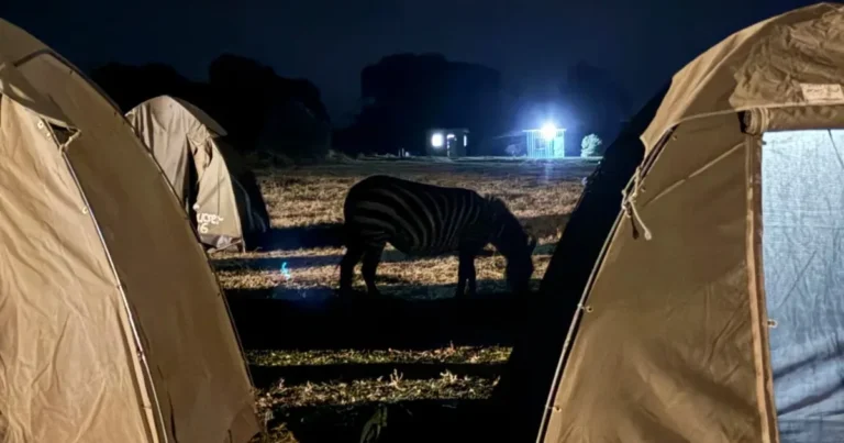 Zebra grazing between tented camps on the Serengeti plains at night