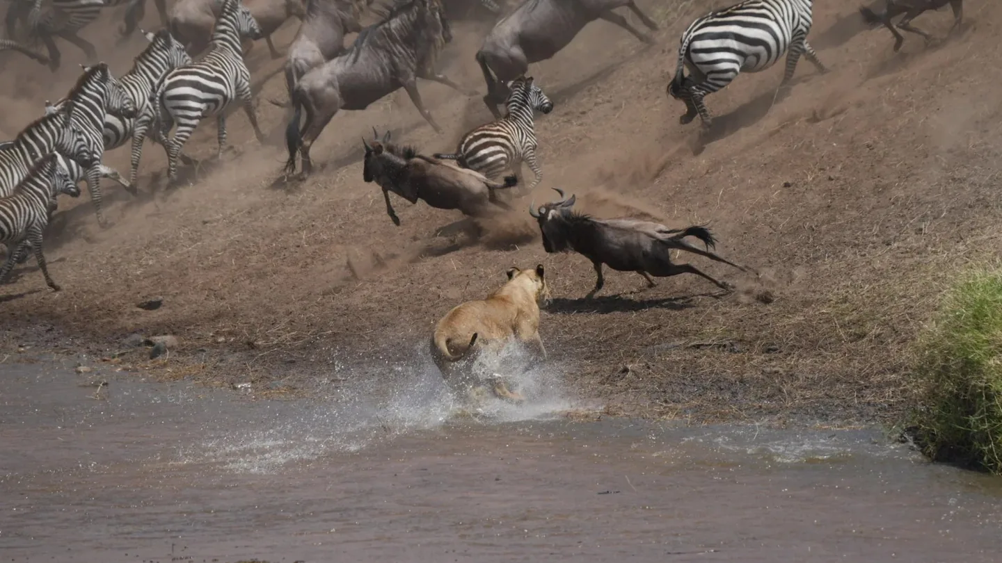 Lioness approaching wildebeest and zebra during the Serengeti migration