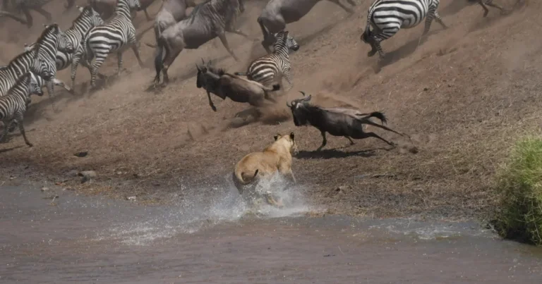 Lioness approaching migration herds in the Serengeti