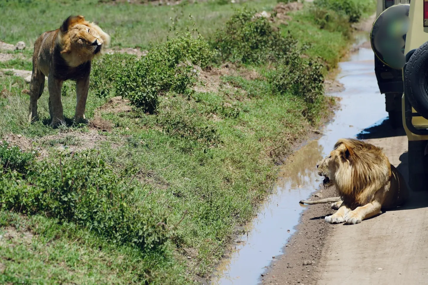 Two male lions beside a safari vehicle in the Serengeti