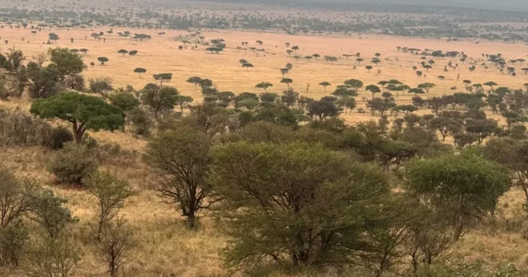 Wide lodge view across the Serengeti plains