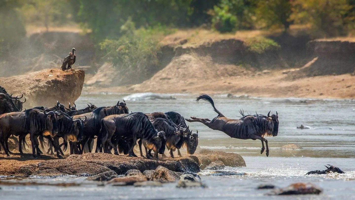 Wildebeest entering a river during the Serengeti migration