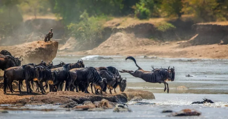 Wildebeest leaping into a Serengeti river crossing